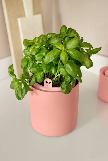 bouncy basil toffee terra